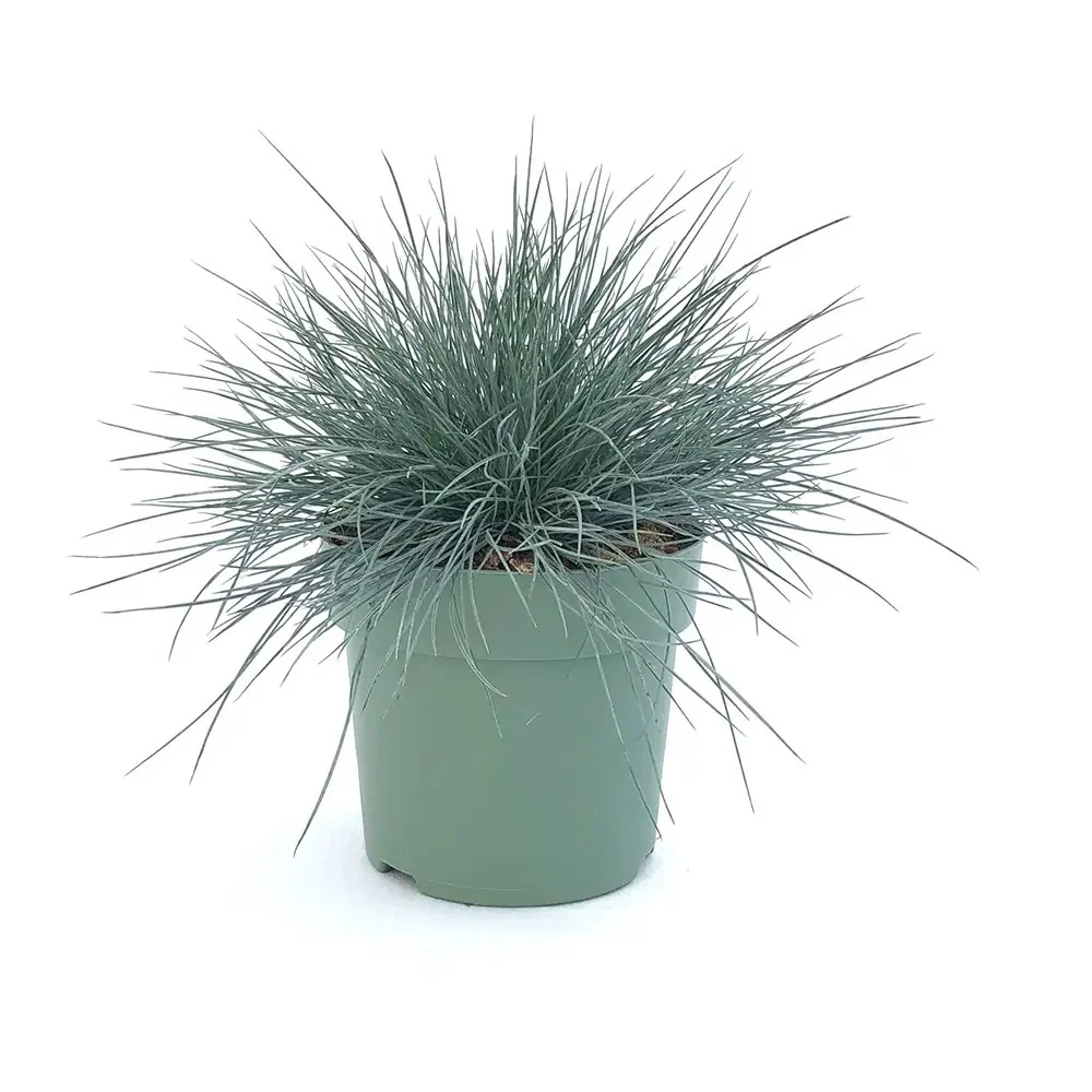 Festuca Glauca (Iarba Albastra) Elijah Blue, iarba decorativa perena cu frunzis albastru-argintiu, rezistenta la seceta si frig - Image 14