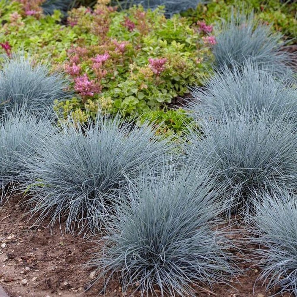 Festuca Glauca (Iarba Albastra) Elijah Blue, iarba decorativa perena cu frunzis albastru-argintiu, rezistenta la seceta si frig - Image 3