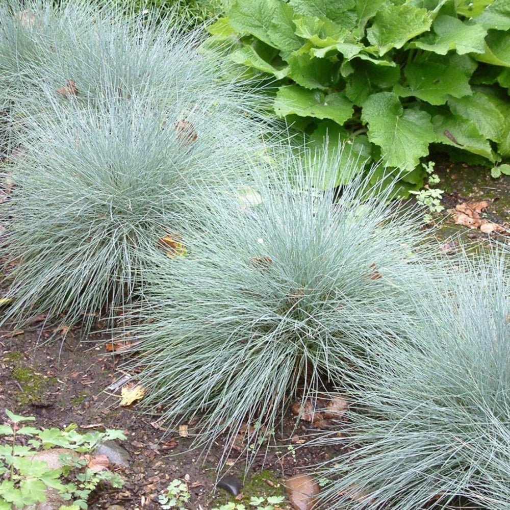 Festuca Glauca (Iarba Albastra) Elijah Blue, iarba decorativa perena cu frunzis albastru-argintiu, rezistenta la seceta si frig - Image 7