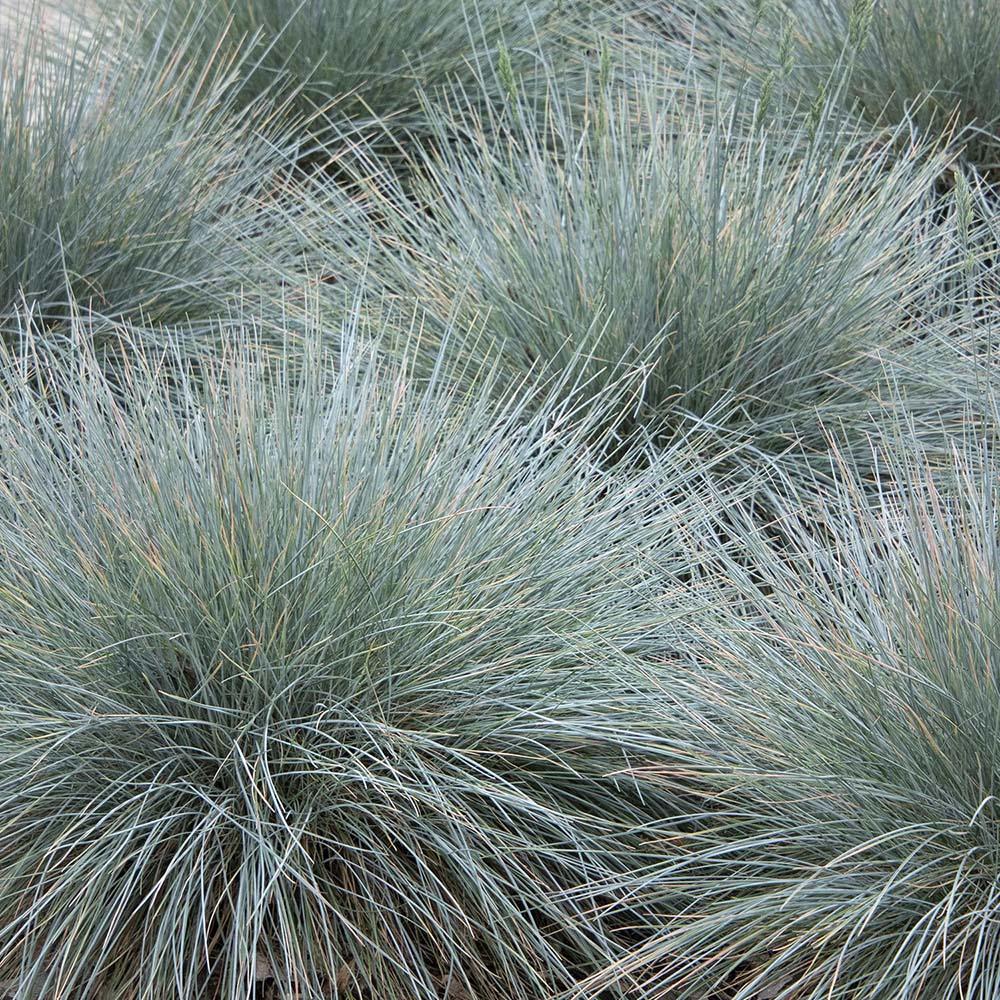 Festuca Glauca (Iarba Albastra) Elijah Blue, iarba decorativa perena cu frunzis albastru-argintiu, rezistenta la seceta si frig - Image 8