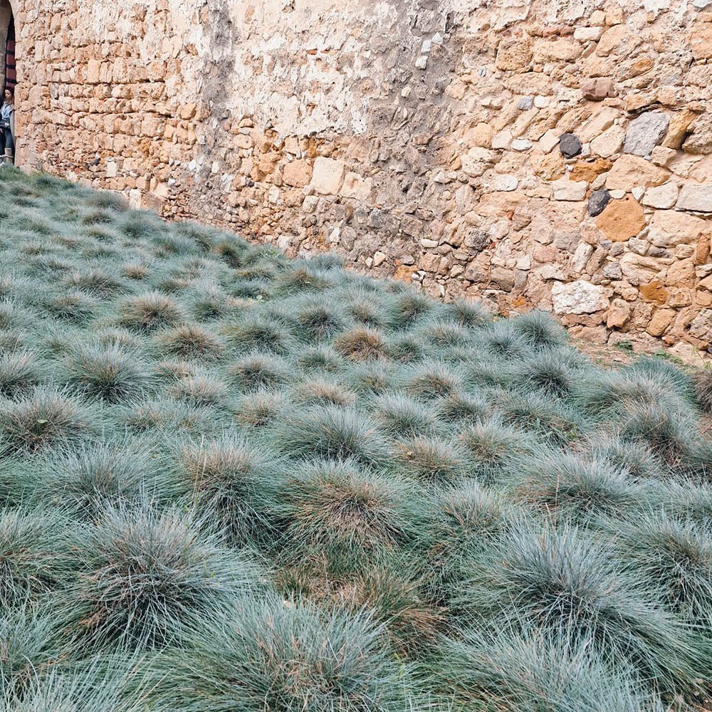 Festuca Glauca (Iarba Albastra) Elijah Blue, iarba decorativa perena cu frunzis albastru-argintiu, rezistenta la seceta si frig - Image 9