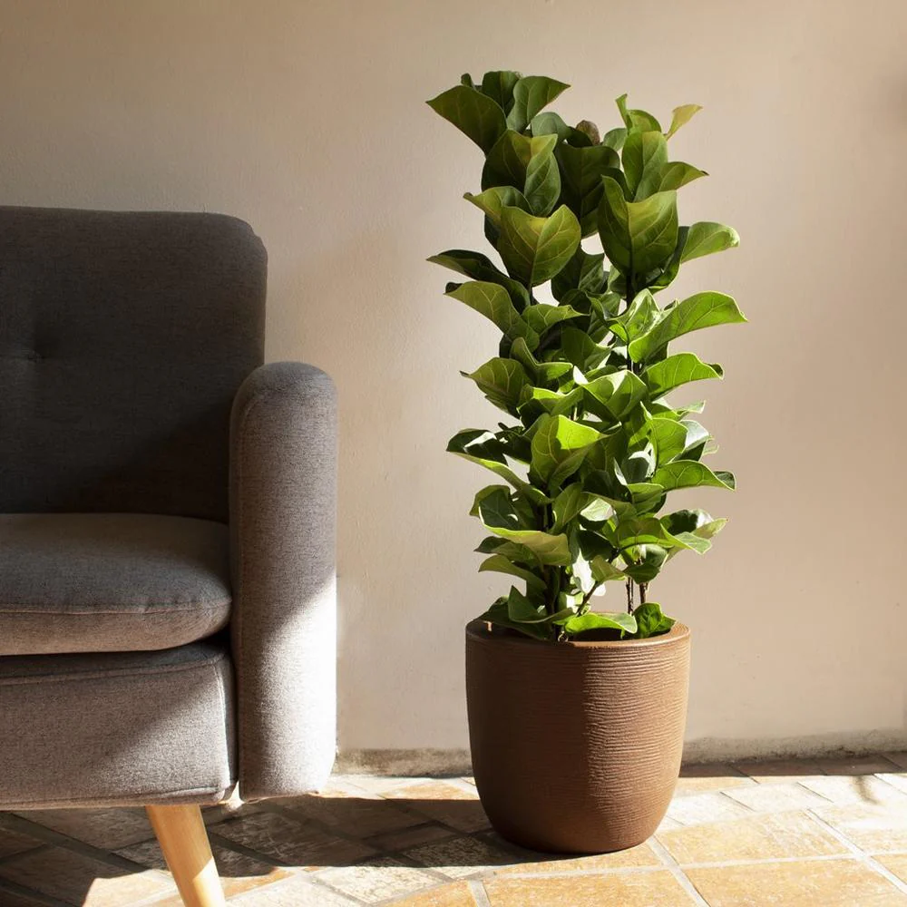 Ficus Lyrata, 60-75 cm, planta de apartament decorativa cu frunze de Vioara - Image 7