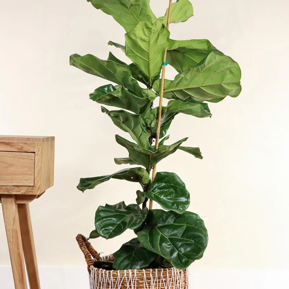 Ficus Lyrata, 60-75 cm, planta de apartament decorativa cu frunze de Vioara - Image 4