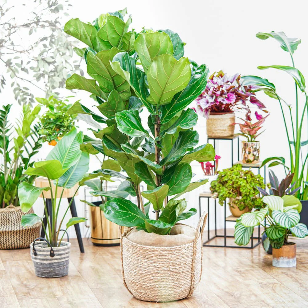 Ficus Lyrata, 60-75 cm, planta de apartament decorativa cu frunze de Vioara - Image 3