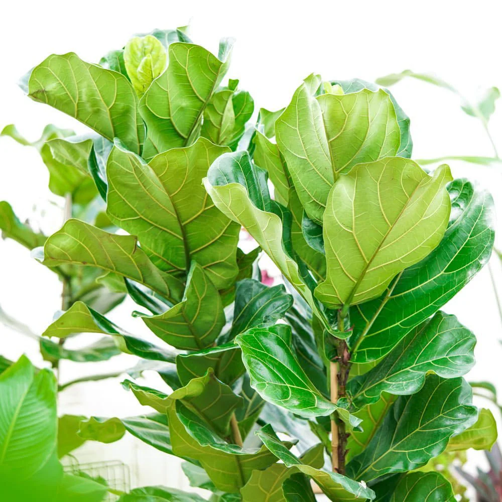 Ficus Lyrata, 60-75 cm, planta de apartament decorativa cu frunze de Vioara - Image 5