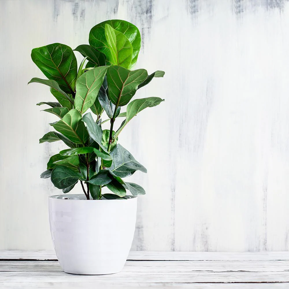 Ficus Lyrata, 110 cm, planta de apartament decorativa cu frunze de Vioara - Image 4