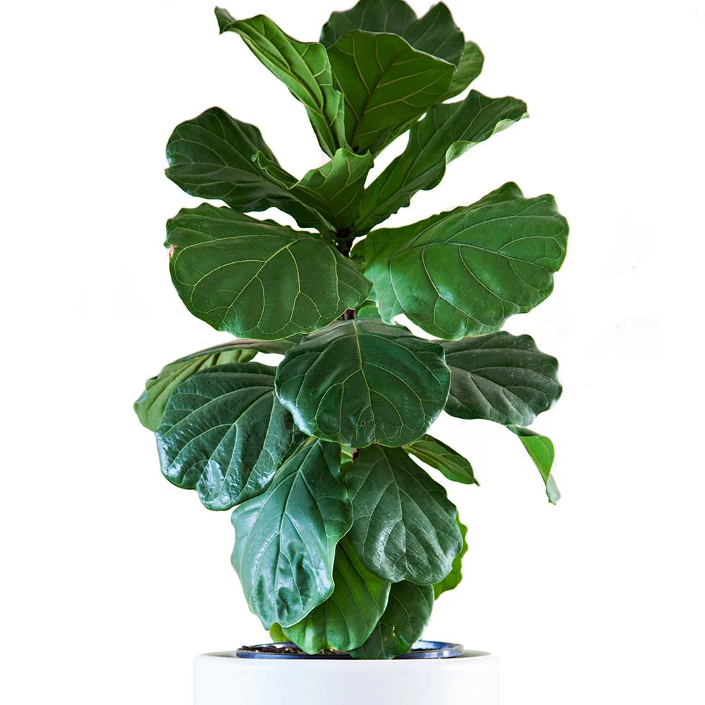 Ficus Lyrata, 110 cm, planta de apartament decorativa cu frunze de Vioara - Image 5