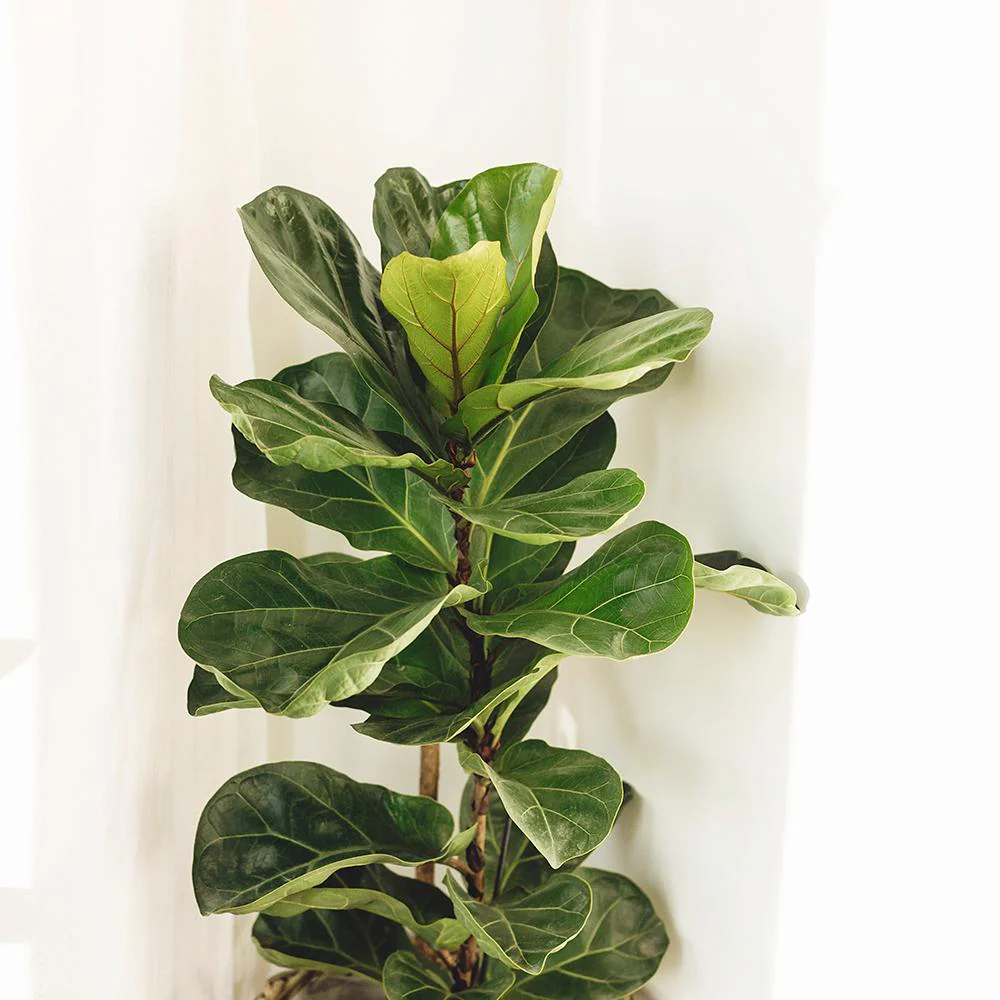 Ficus Lyrata, 110 cm, planta de apartament decorativa cu frunze de Vioara - Image 6