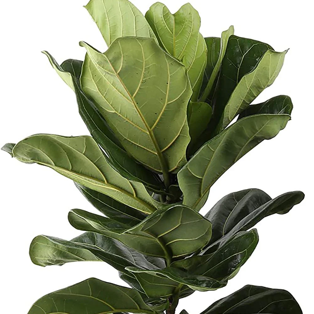 Ficus Lyrata, 110 cm, planta de apartament decorativa cu frunze de Vioara - Image 7