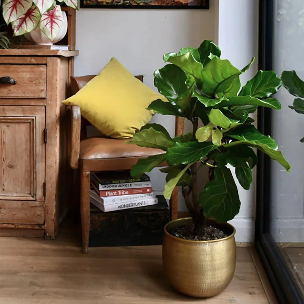 Ficus Lyrata, 110 cm, planta de apartament decorativa cu frunze de Vioara - Image 8