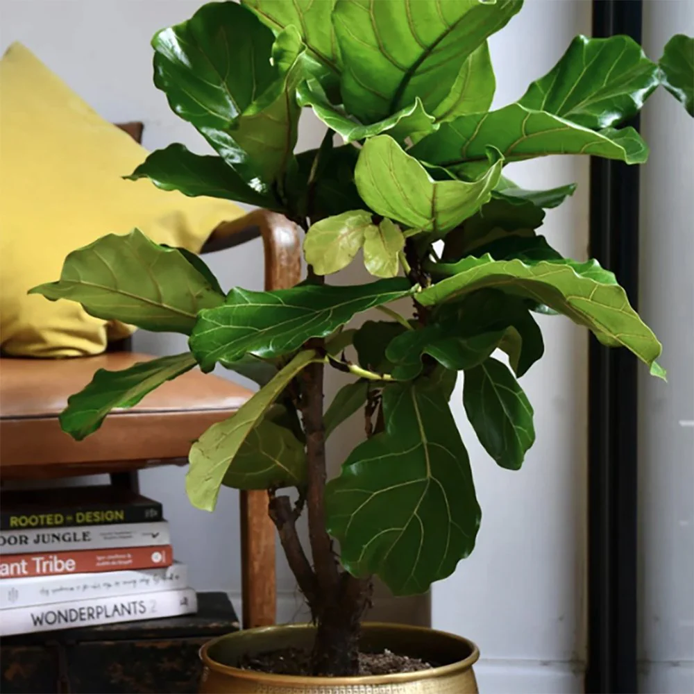 Ficus Lyrata, 110 cm, planta de apartament decorativa cu frunze de Vioara - Image 9