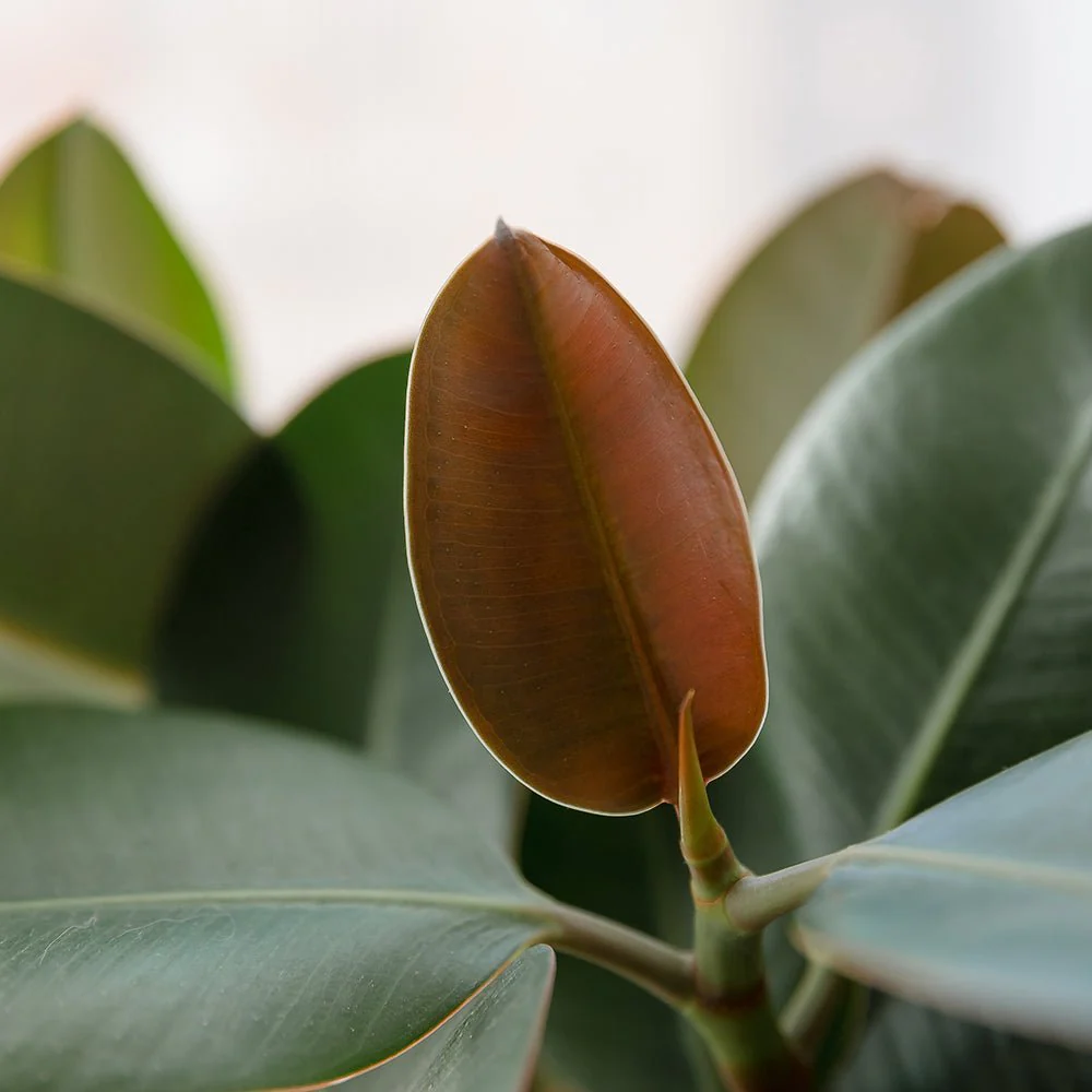 Arbore de Cauciuc (Ficus Robusta), 150 cm, planta de interior cu frunze mari ovale, lucioase, usor de intretinut, purificatoare de aer - Image 8