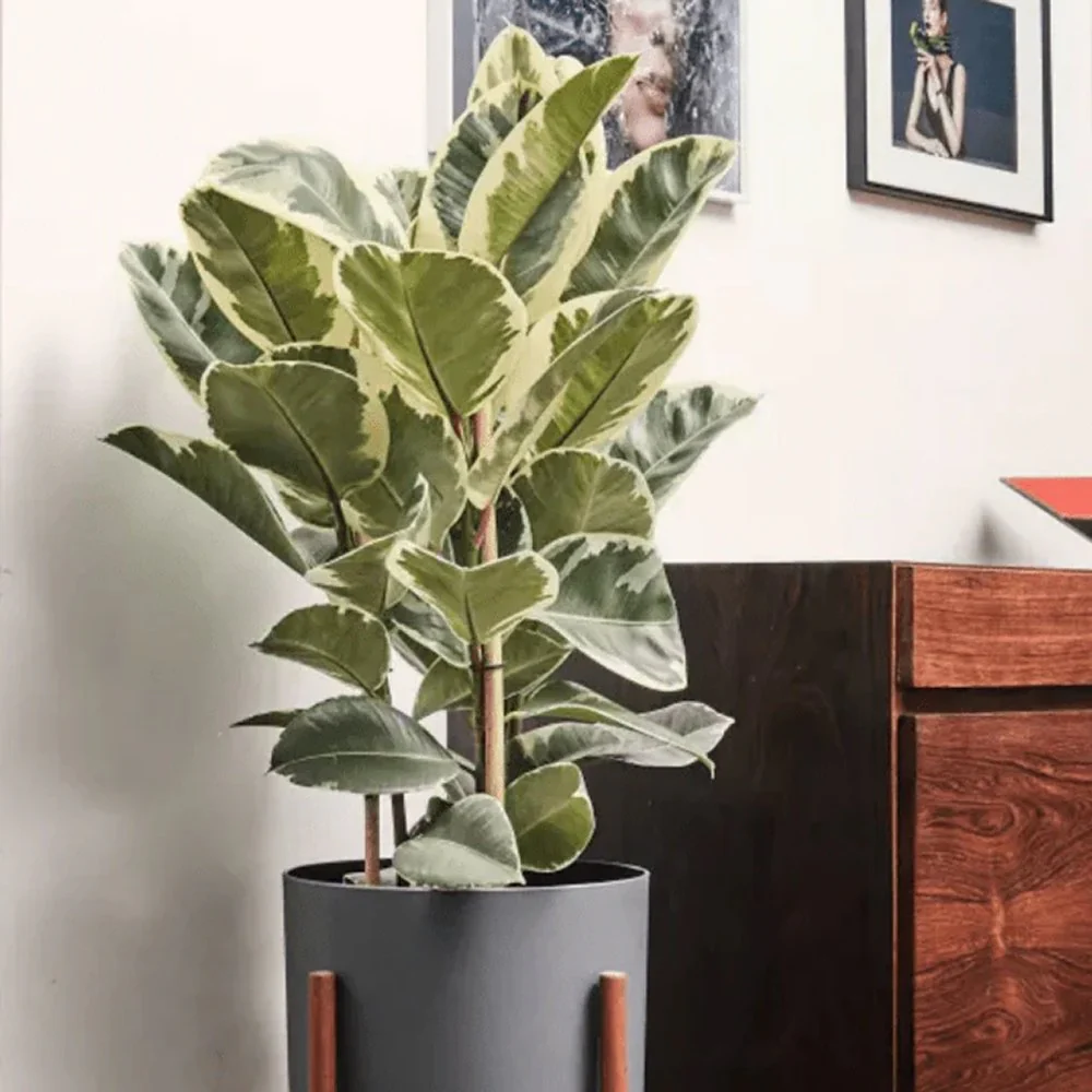 Arbore de Cauciuc, Ficus Elastica Tineke, 120 cm, planta de apartament cu frunze pestrite verzi crem - Image 11