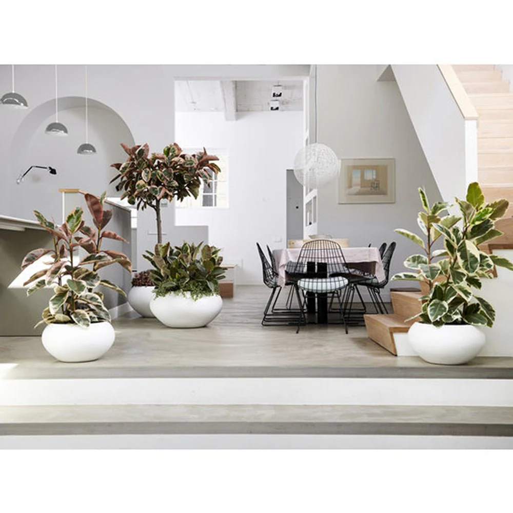 Arbore de Cauciuc, Ficus Elastica Tineke, 120 cm, planta de apartament cu frunze pestrite verzi crem - Image 12