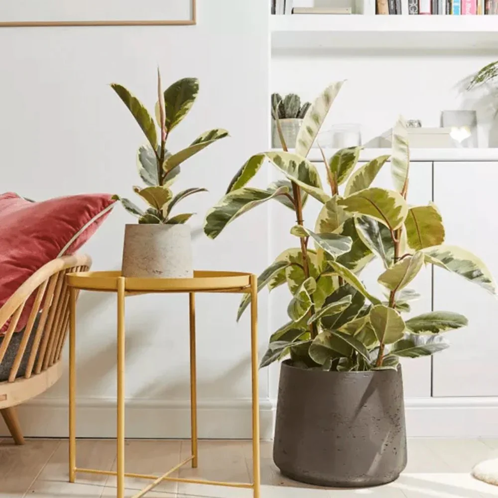 Arbore de Cauciuc, Ficus Elastica Tineke, 120 cm, planta de apartament cu frunze pestrite verzi crem - Image 13