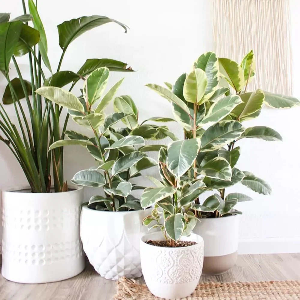 Arbore de Cauciuc, Ficus Elastica Tineke, 120 cm, planta de apartament cu frunze pestrite verzi crem - Image 8