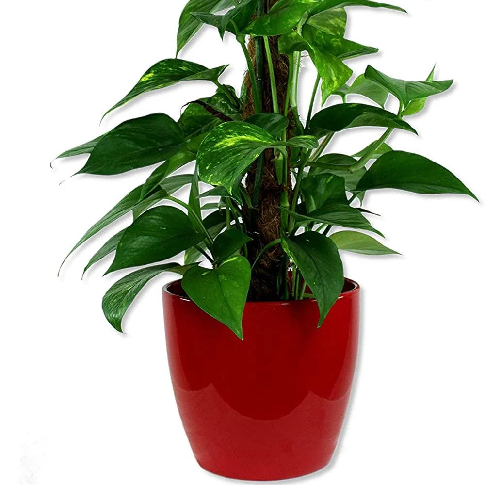 Ghiveci plante rotund Ceramic Scheurich  Ø 19 cm, H17 cm, Rosu - Image 3