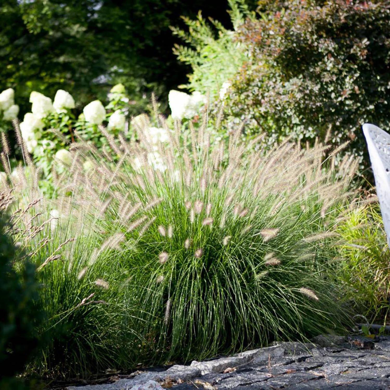 Iarba Chinezeasca Pennisetum Herbstzauber - Image 3