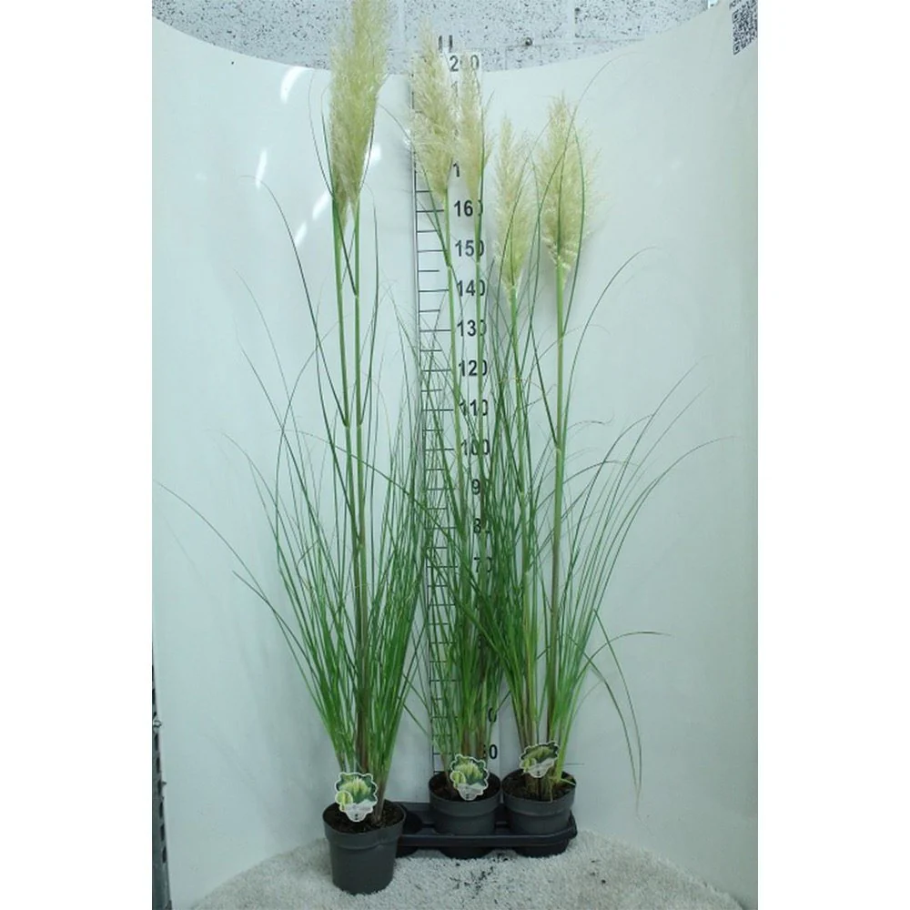 Iarba de Pampas (Cortaderia) Pumila, iarba ornamentala decorativa cu spice albe, crestere rapida - Image 11