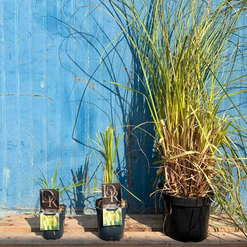 Iarba de Pampas (Cortaderia) Pumila, iarba ornamentala decorativa cu spice albe, crestere rapida - Image 13