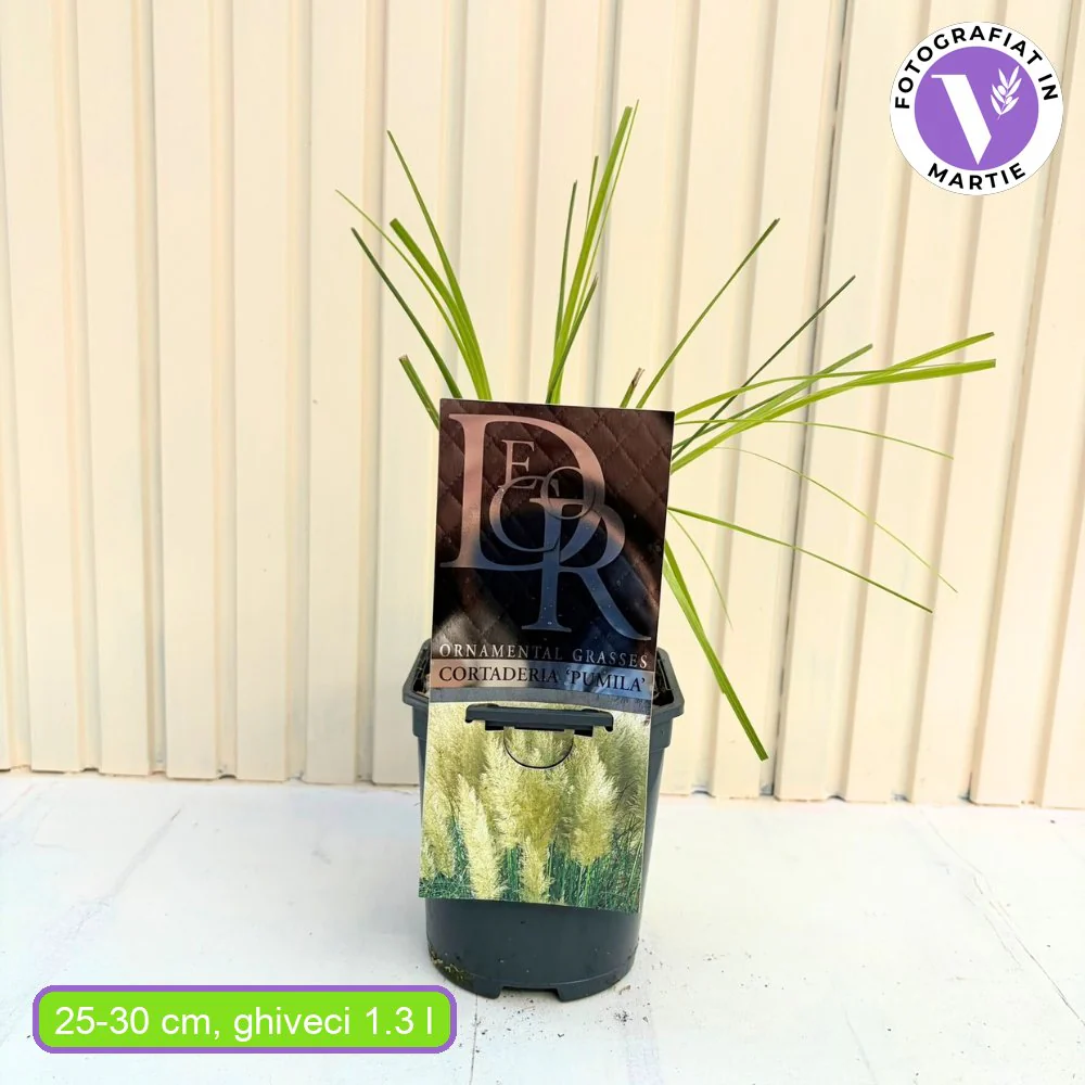 Iarba de Pampas (Cortaderia) Pumila, iarba ornamentala decorativa cu spice albe, crestere rapida - Image 14