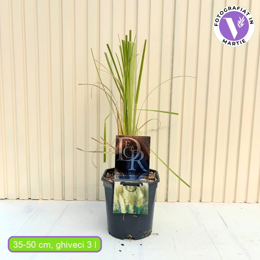 Iarba de Pampas (Cortaderia) Pumila, iarba ornamentala decorativa cu spice albe, crestere rapida - Image 15