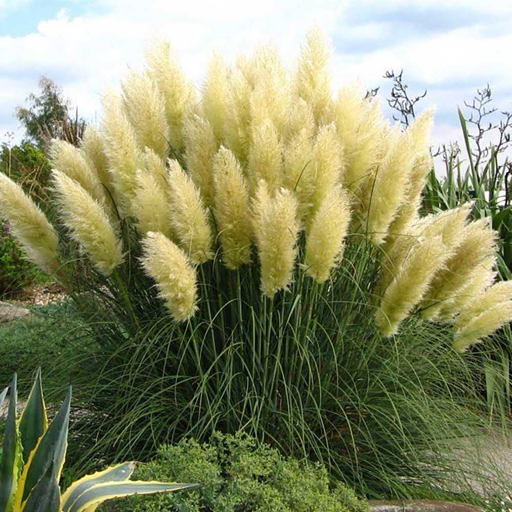 Iarba de Pampas (Cortaderia) Pumila, iarba ornamentala decorativa cu spice albe, crestere rapida - Image 3