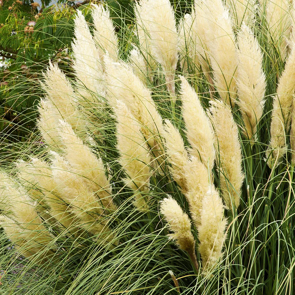 Iarba de Pampas (Cortaderia) Pumila, iarba ornamentala decorativa cu spice albe, crestere rapida - Image 4