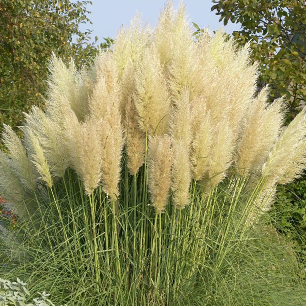 Iarba de Pampas (Cortaderia) Pumila, iarba ornamentala decorativa cu spice albe, crestere rapida - Image 5