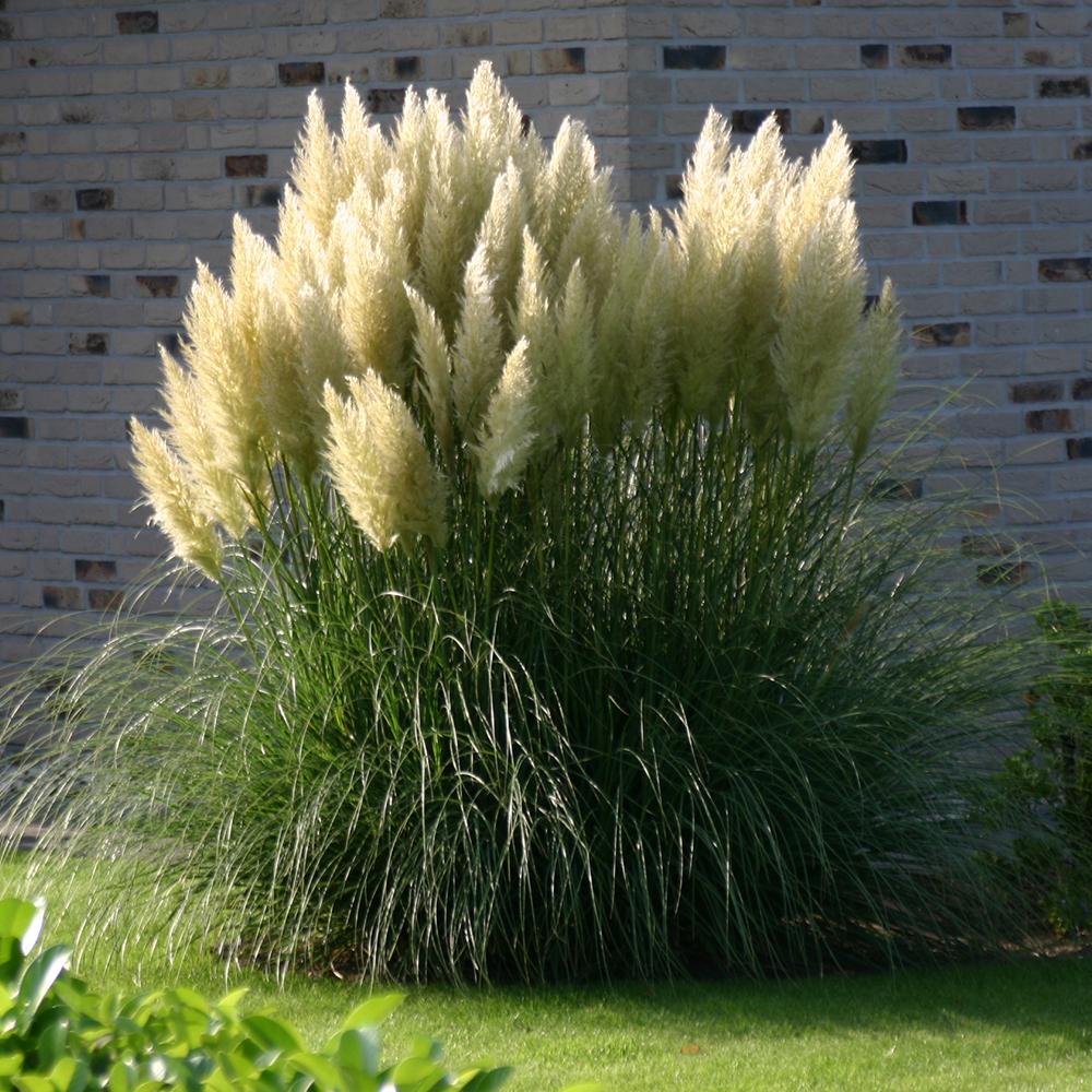 Iarba de Pampas (Cortaderia) Pumila, iarba ornamentala decorativa cu spice albe, crestere rapida - Image 6