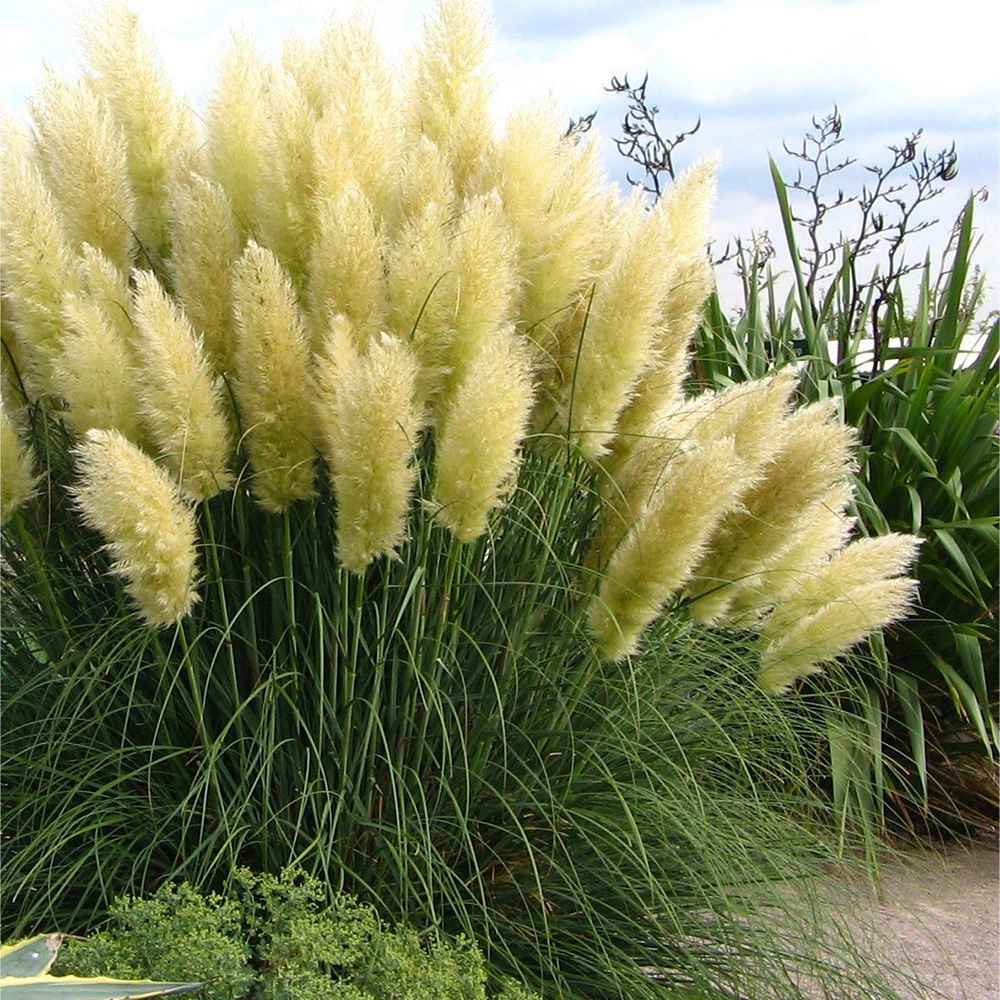 Iarba de Pampas (Cortaderia) Pumila, iarba ornamentala decorativa cu spice albe, crestere rapida - Image 7