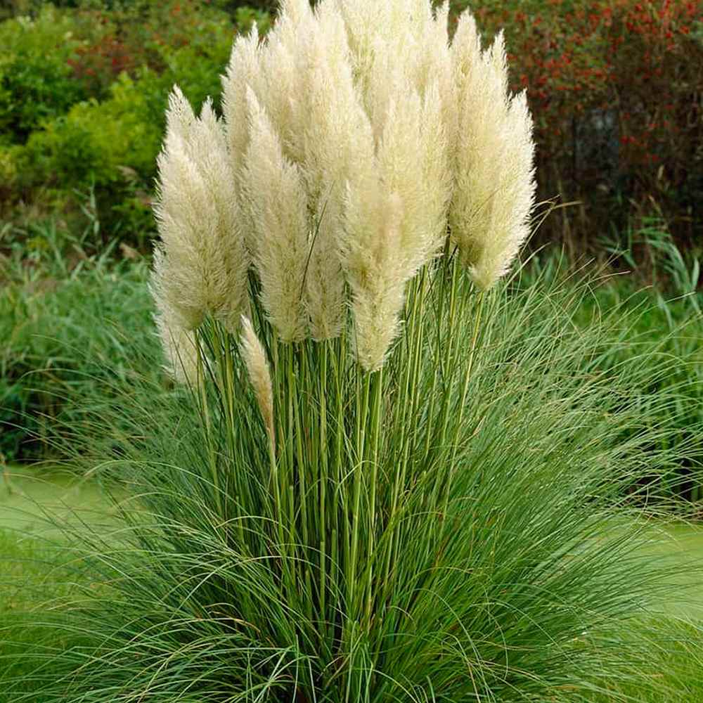 Iarba de Pampas (Cortaderia) Pumila, iarba ornamentala decorativa cu spice albe, crestere rapida - Image 8