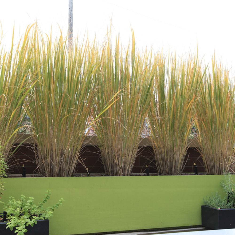 Iarba de Preerie Northwind, iarba decorativa verticala, aspect arhitectural, tolerant la seceta - Image 3