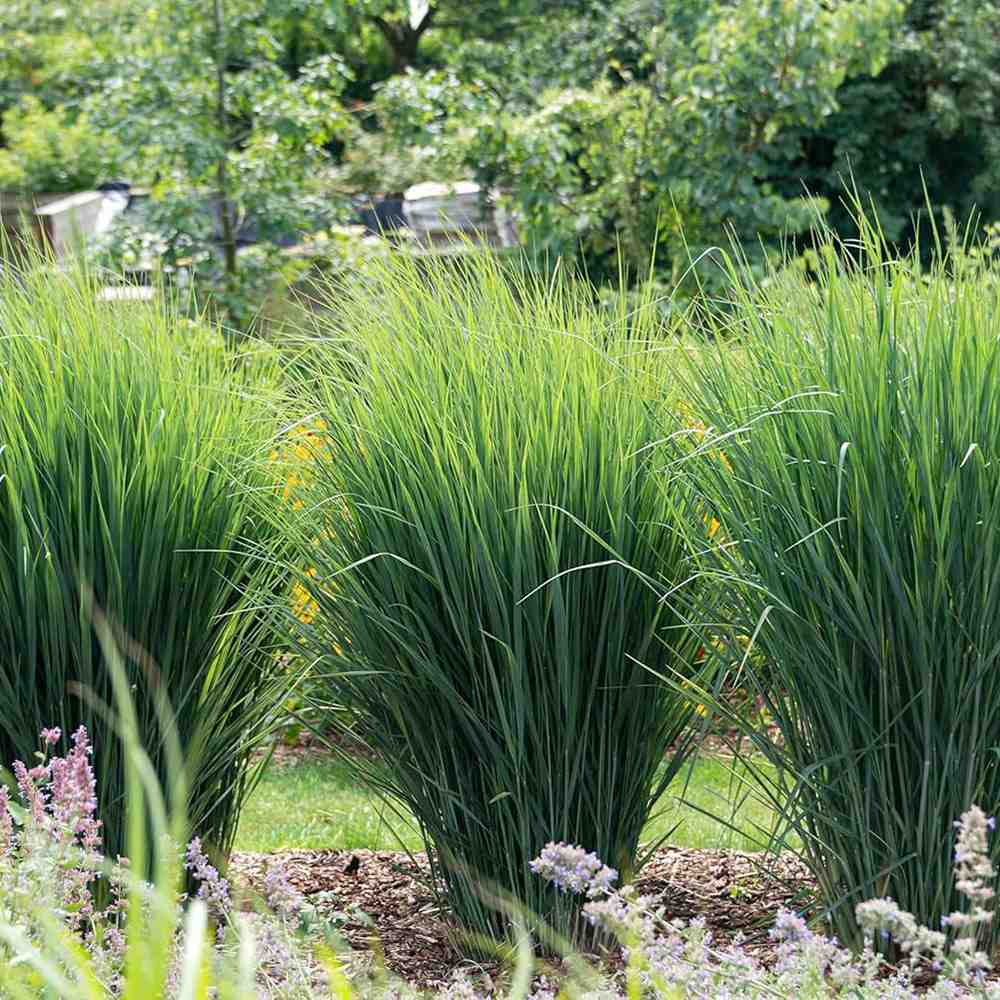 Iarba de Preerie Northwind, iarba decorativa verticala, aspect arhitectural, tolerant la seceta - Image 4