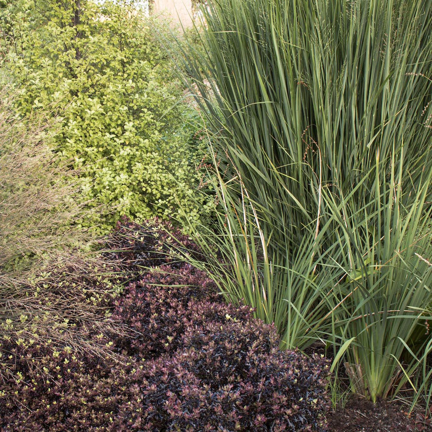 Iarba de Preerie Northwind, iarba decorativa verticala, aspect arhitectural, tolerant la seceta - Image 6