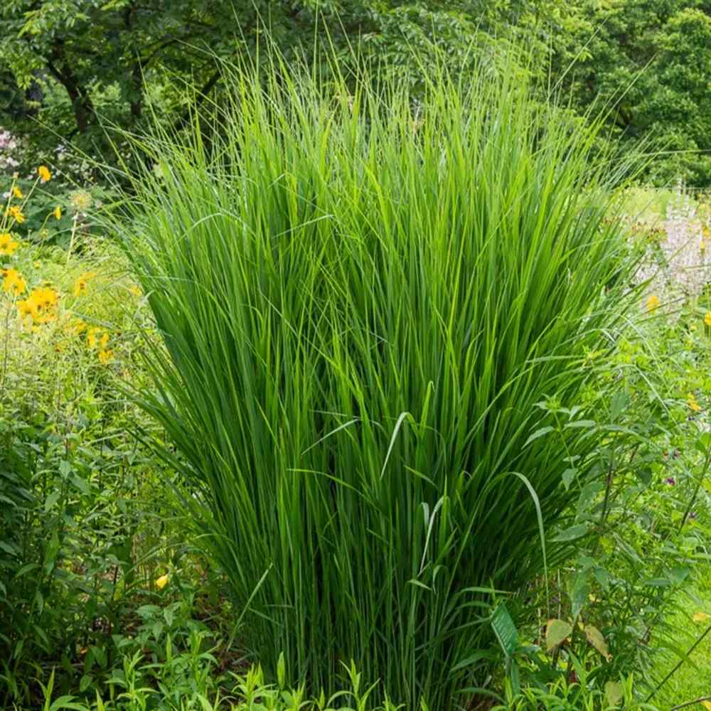 Iarba de Preerie Northwind, iarba decorativa verticala, aspect arhitectural, tolerant la seceta - Image 7