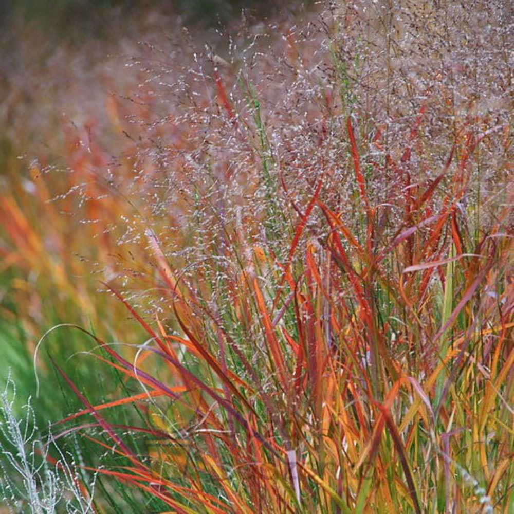 Iarba de Preerie Rehbraun - Image 3