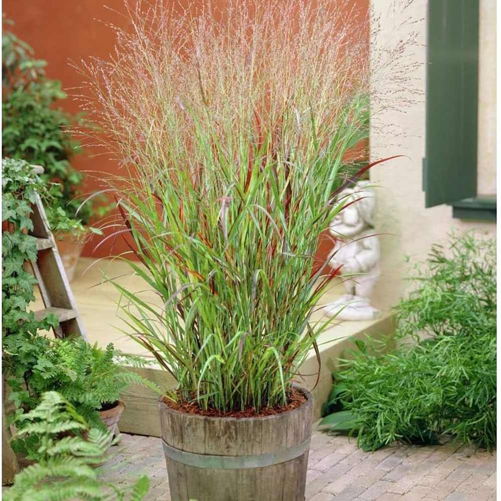 Iarba de Preerie Rehbraun - Image 4