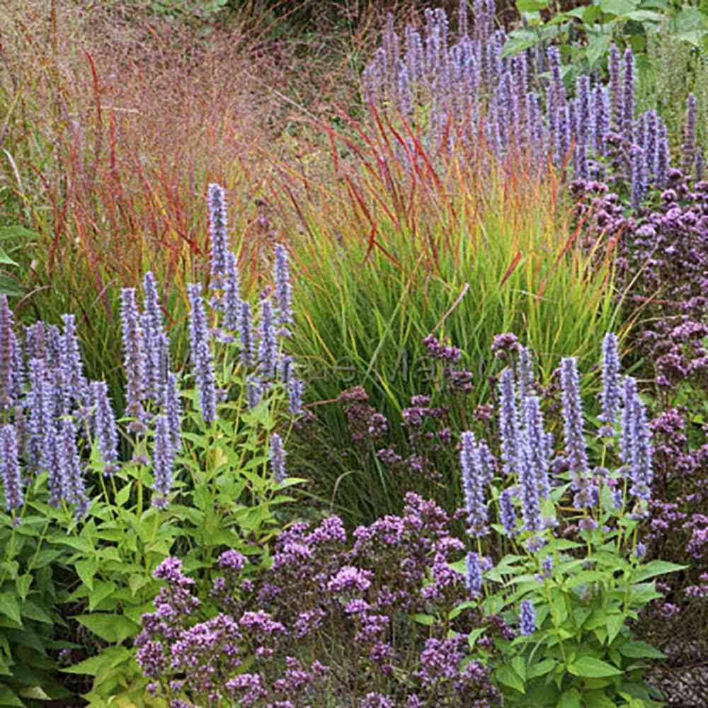 Iarba de Preerie Rehbraun - Image 5