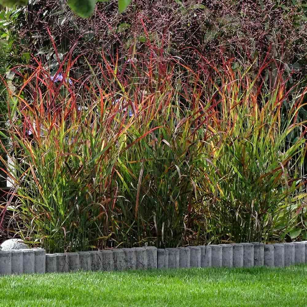 Iarba de Preerie Rehbraun - Image 6