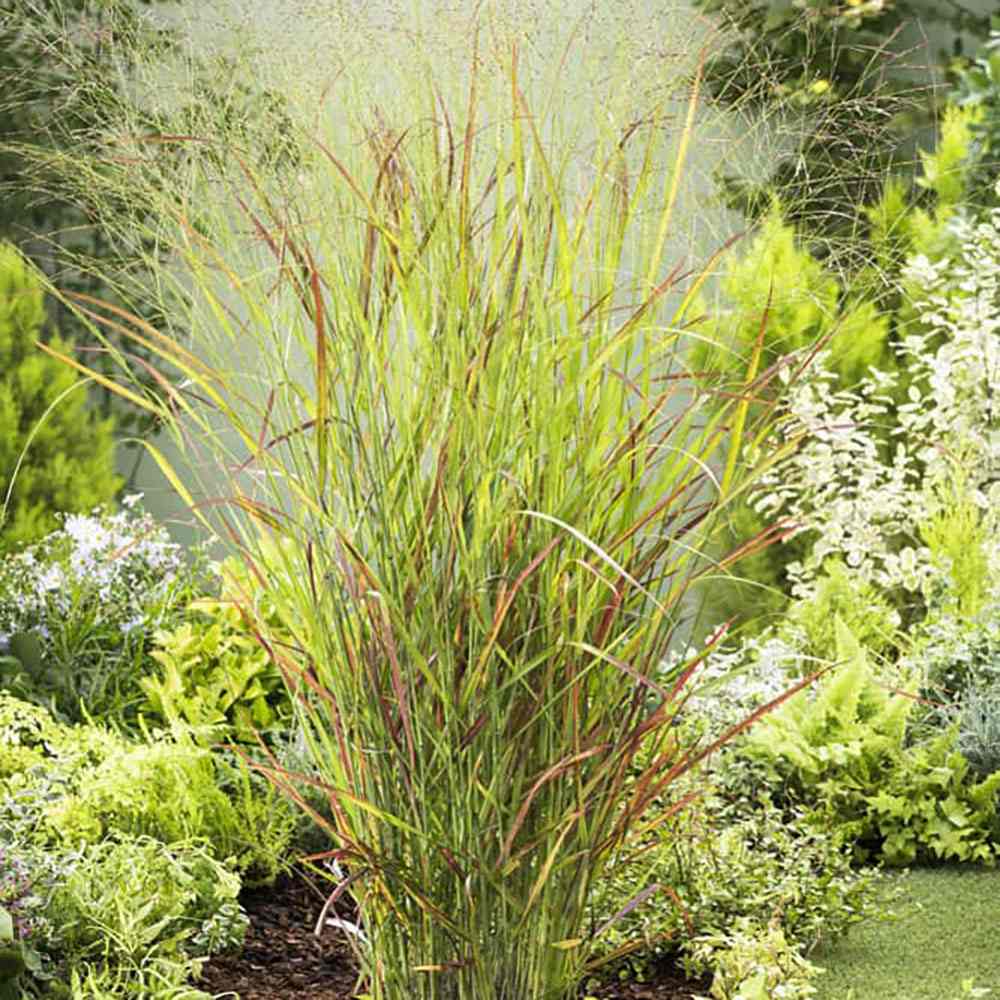 Iarba de Preerie Rehbraun - Image 8