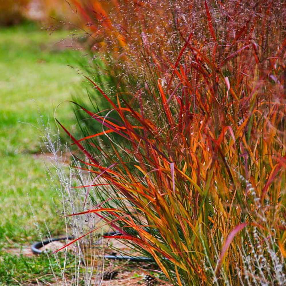 Iarba de Preerie Rehbraun - Image 9