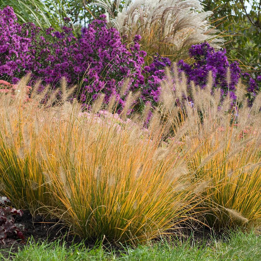 Iarba chinezeasca Pennisetum Hameln, spice decorative, tufis compact, rezistenta la frig - Image 5