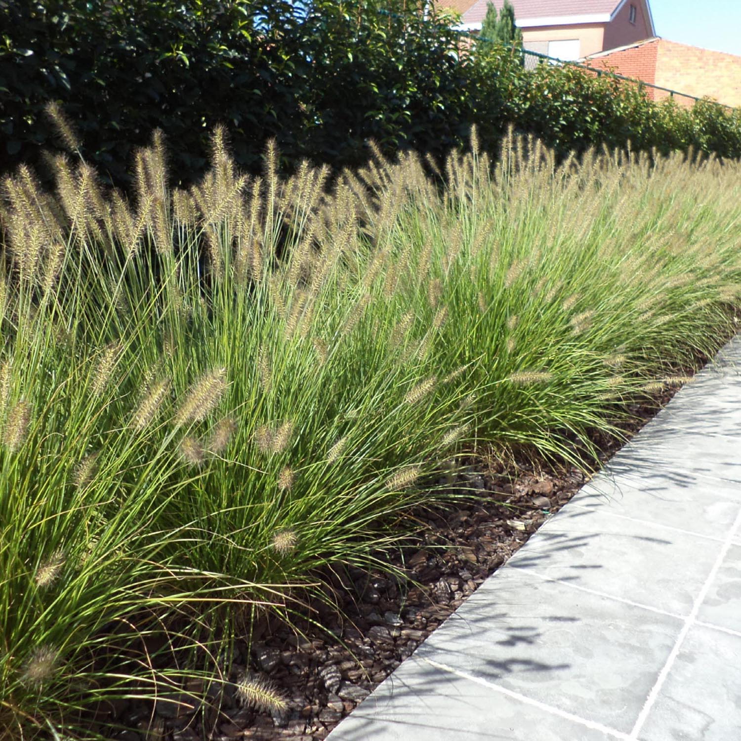 Iarba chinezeasca Pennisetum Hameln, spice decorative, tufis compact, rezistenta la frig - Image 6