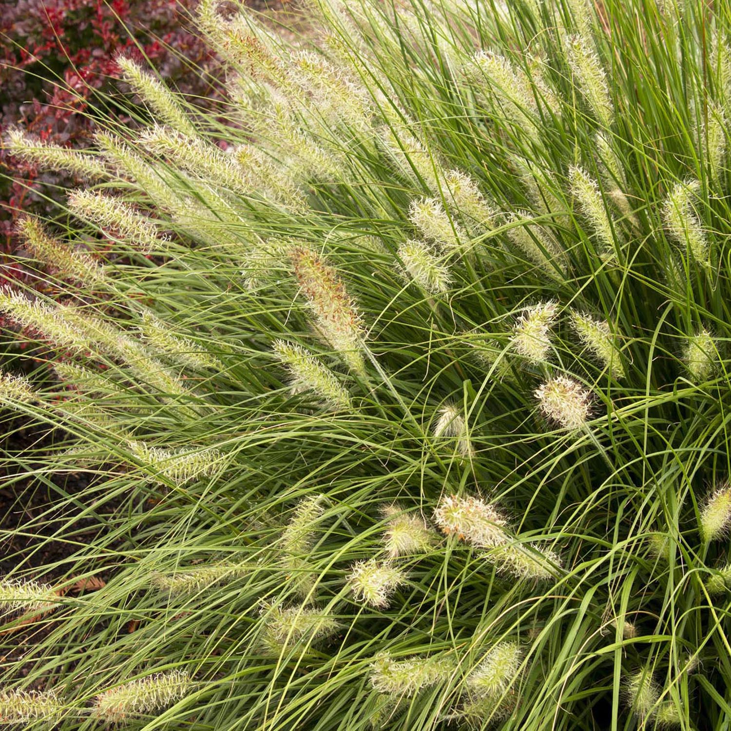 Iarba chinezeasca Pennisetum Hameln, spice decorative, tufis compact, rezistenta la frig - Image 7