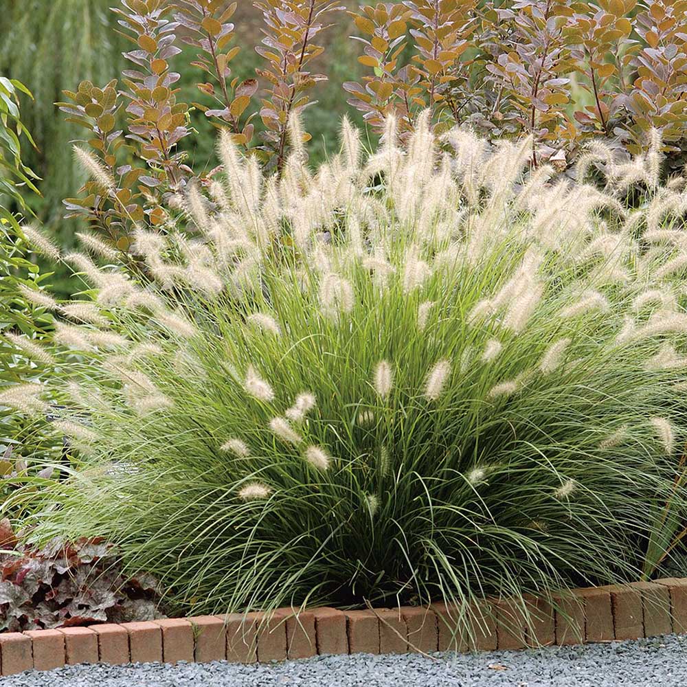 Iarba chinezeasca Pennisetum Hameln, spice decorative, tufis compact, rezistenta la frig - Image 8