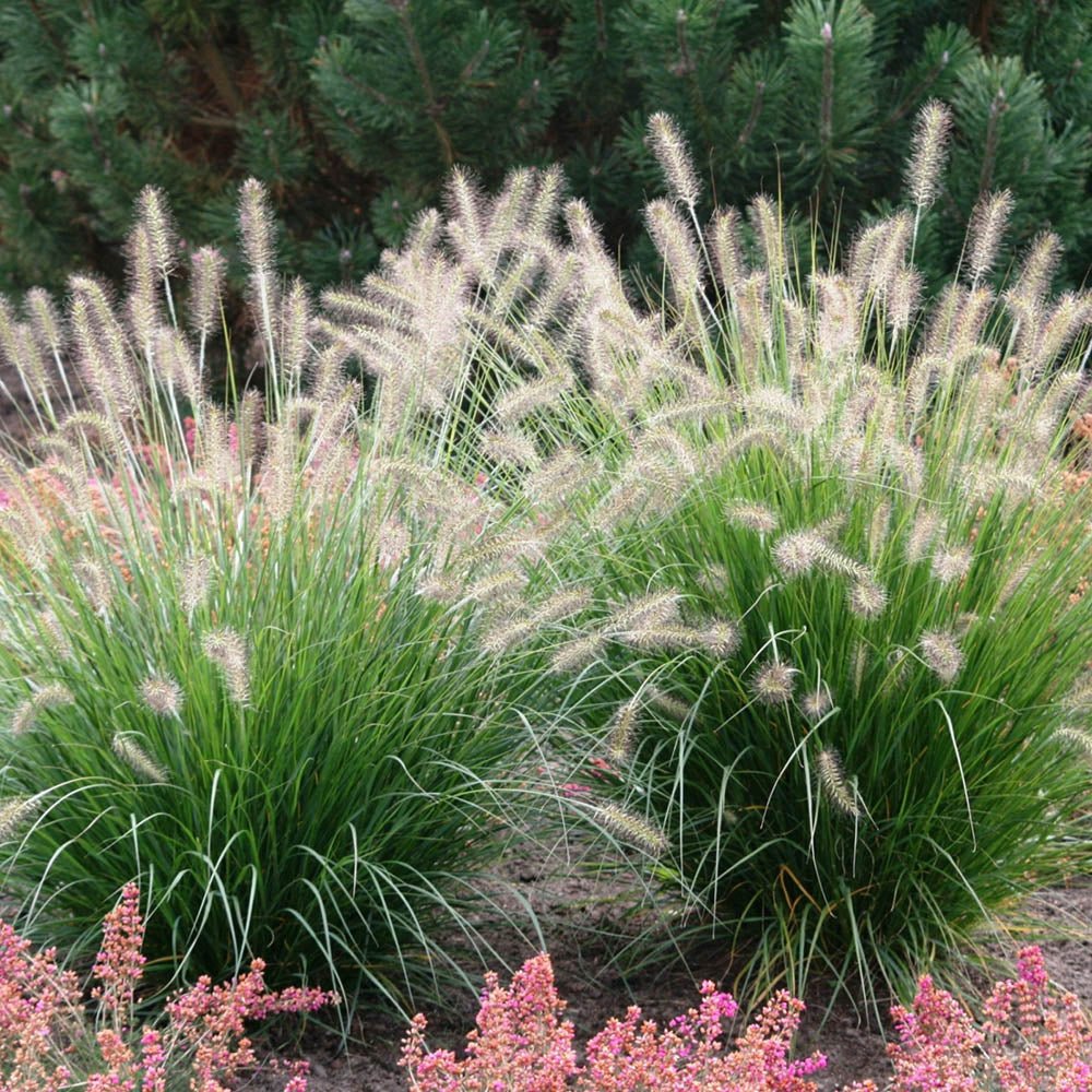 Iarba chinezeasca Pennisetum Hameln, spice decorative, tufis compact, rezistenta la frig - Image 9