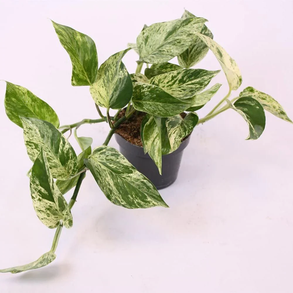 Iedera Diavolului Curgatoare (Epipremnum) Marble Queen, 20-30 cm, planta de interior curgatoare cu frunze pestrite - Image 3
