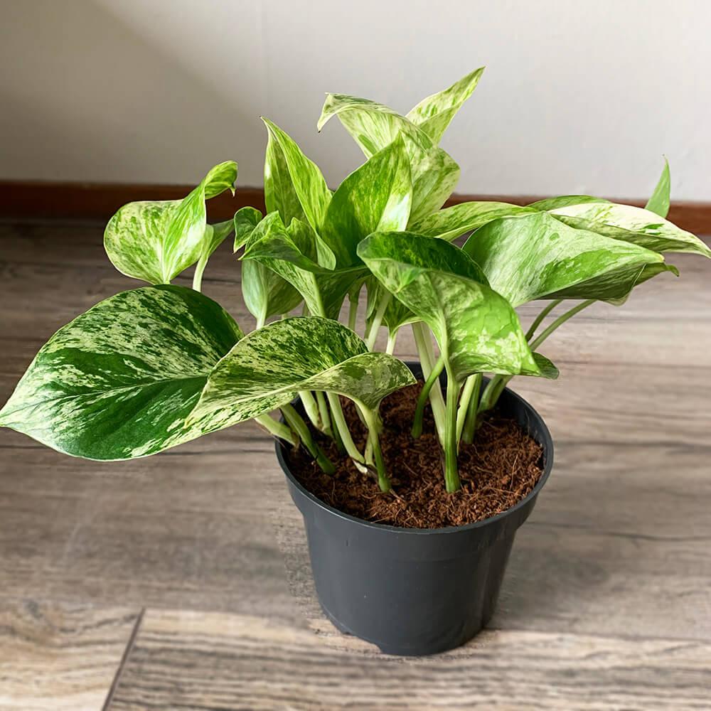 Iedera Diavolului Curgatoare (Epipremnum) Marble Queen, 20-30 cm, planta de interior curgatoare cu frunze pestrite - Image 4