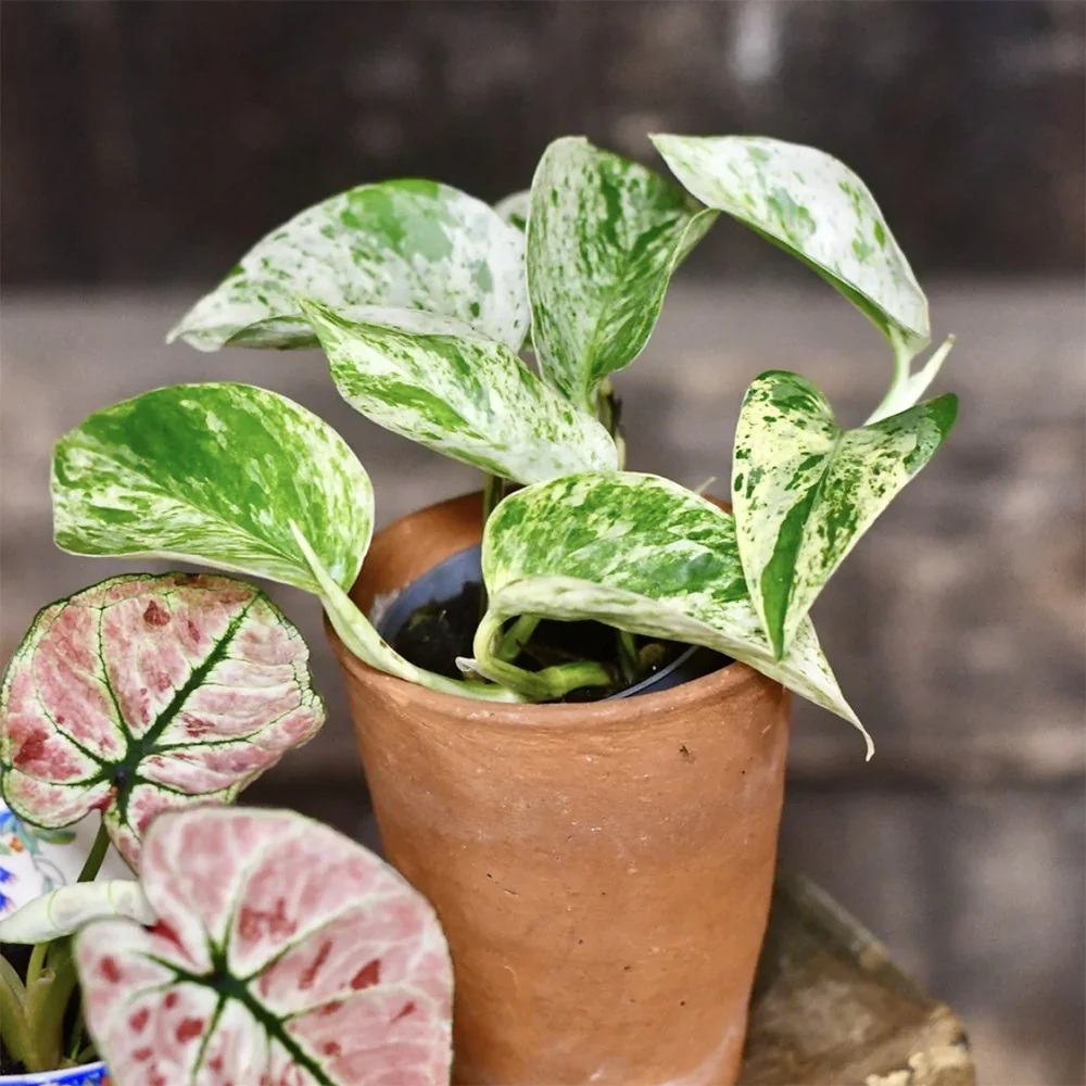 Iedera Diavolului Curgatoare (Epipremnum) Marble Queen, 20-30 cm, planta de interior curgatoare cu frunze pestrite - Image 6